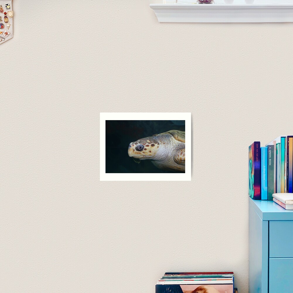 Turtle Art Print