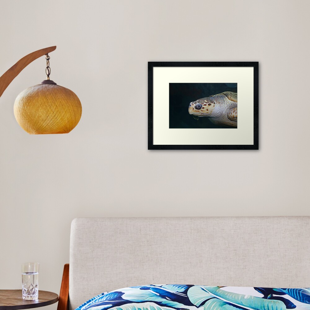Turtle Framed Art Print