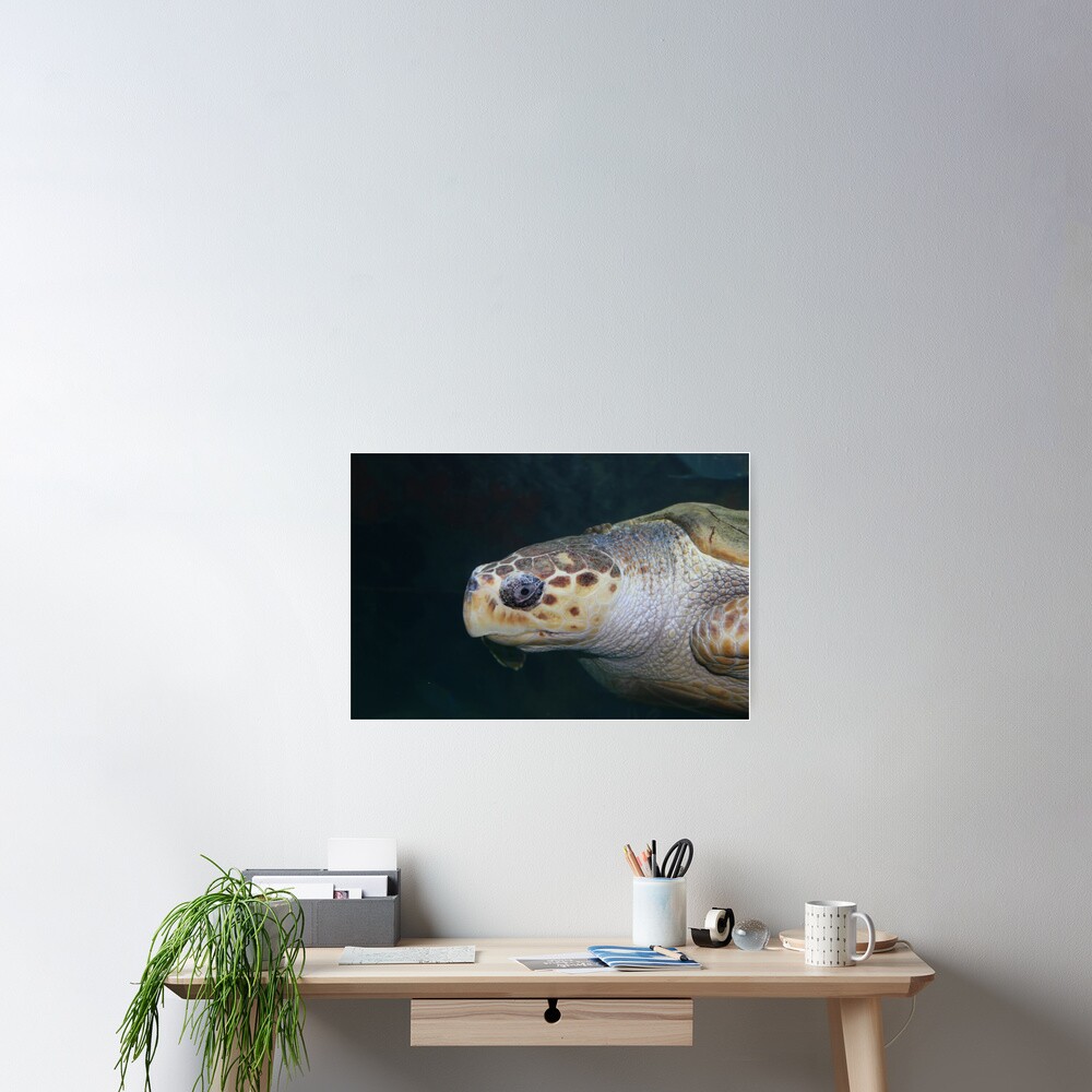 Turtle Poster