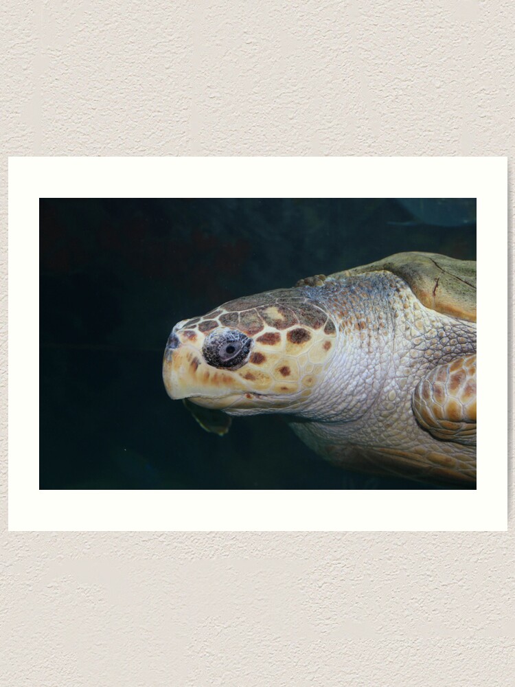 Alternate view of Turtle Art Print