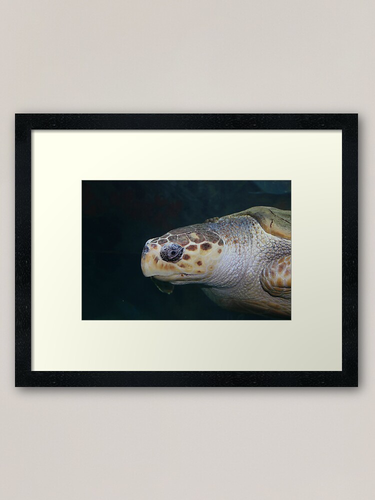Alternate view of Turtle Framed Art Print
