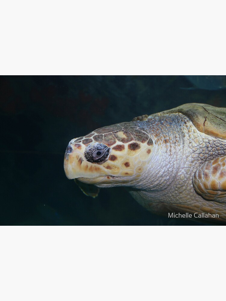Turtle by MichellesPhotos