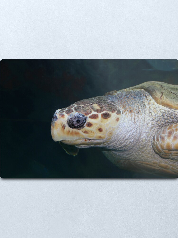 Alternate view of Turtle Metal Print