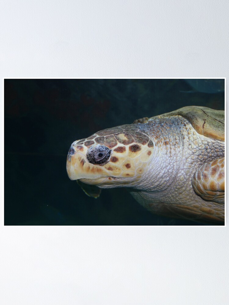 Alternate view of Turtle Poster