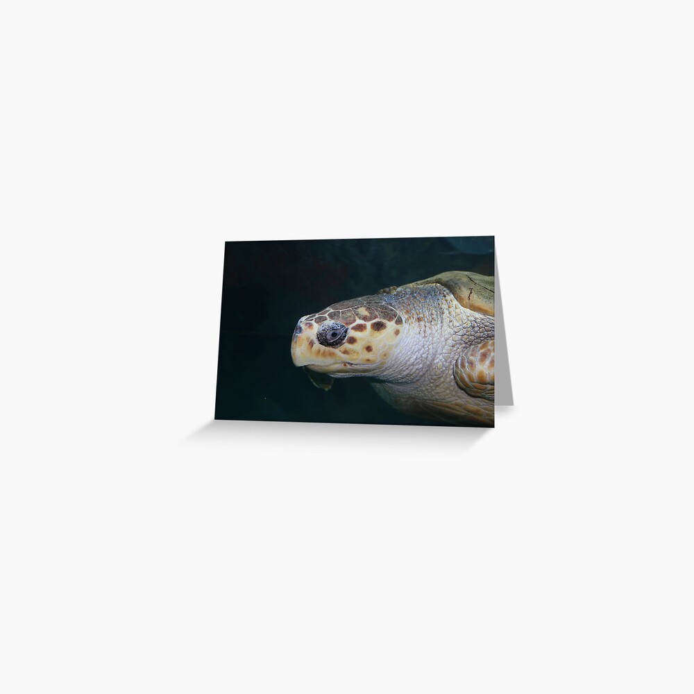 Turtle Greeting Card