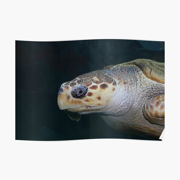 Turtle Poster