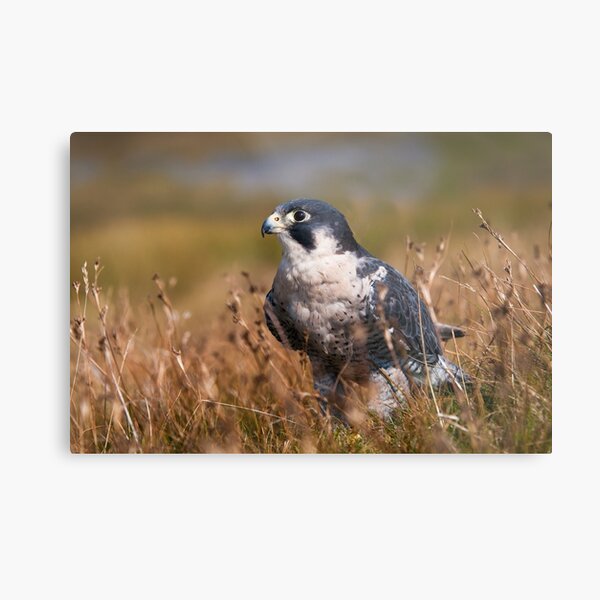 Peregrine Falcon close-up Metal Print