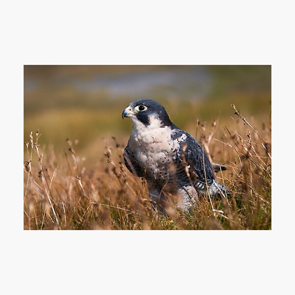 Peregrine Falcon close-up Photographic Print