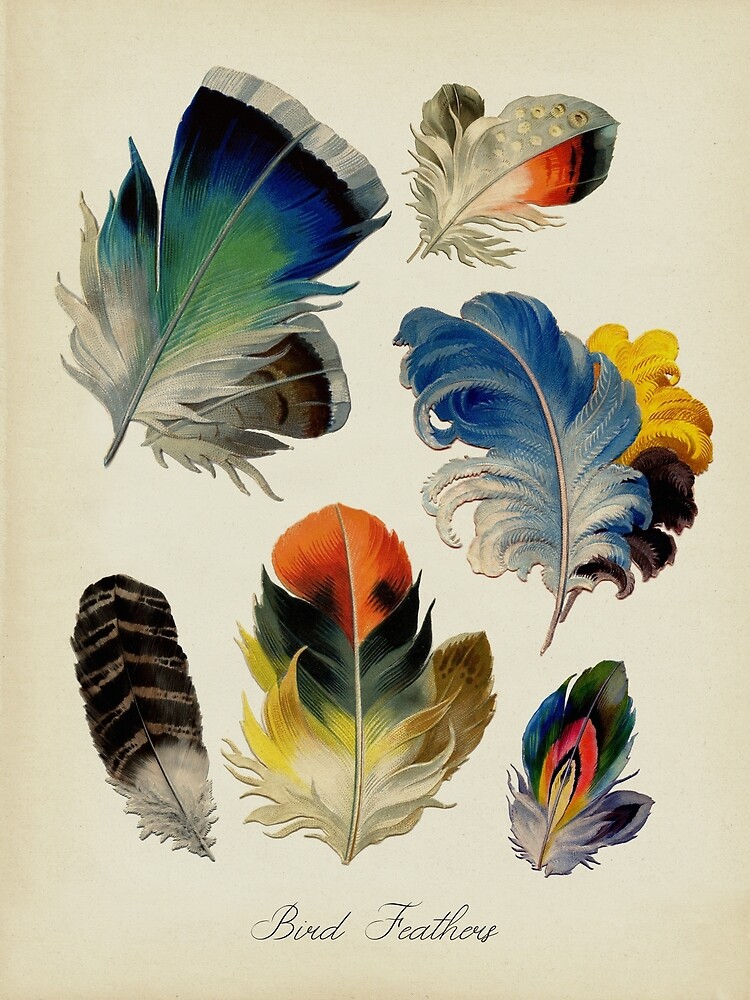 1949 PLUMES Affiche vintage originale ancienne Antique authentic print  Planche illustrée Années 40 Plumes Oiseaux Feathers -  France