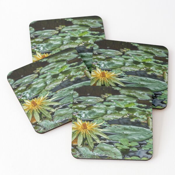Item preview, Lily Pad Flower at Royal Botanical Garden of Edinburgh designed and sold by AmberCamera.