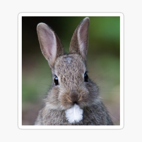 Item preview, Bunny Rabbit designed and sold by Karen Miller.