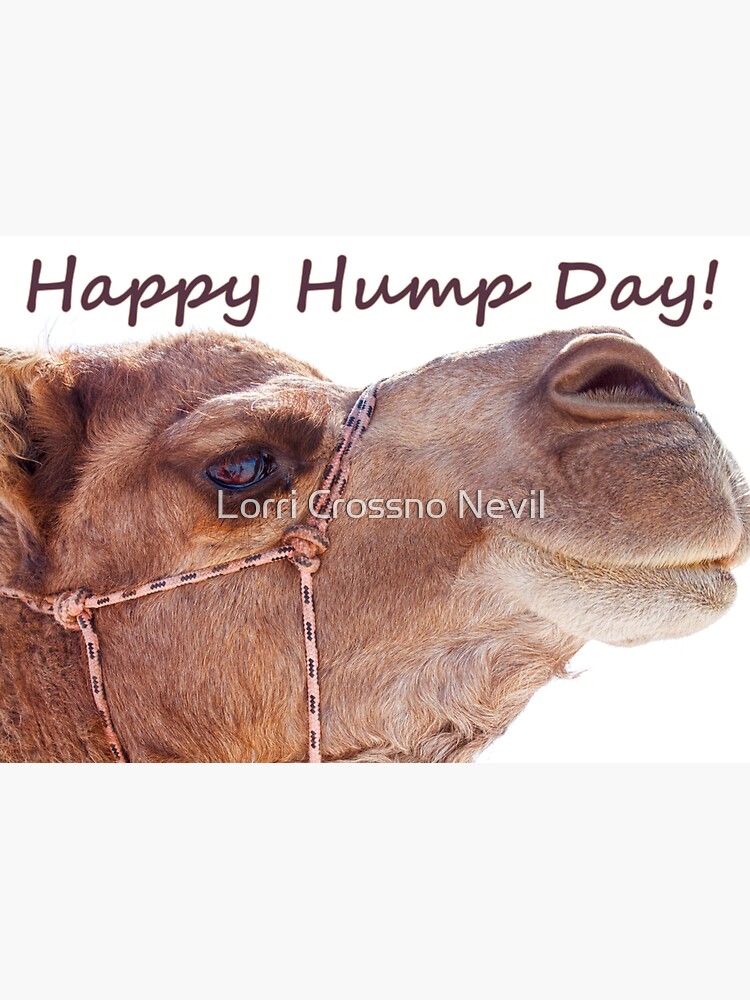 joe camel hump day
