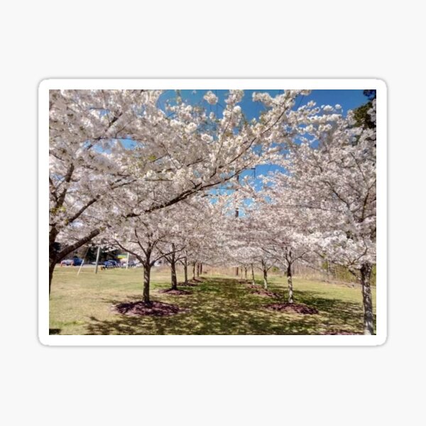 cherry Blossom Alley Sticker