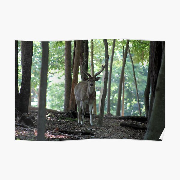 Axis Deer Wall Art Redbubble
