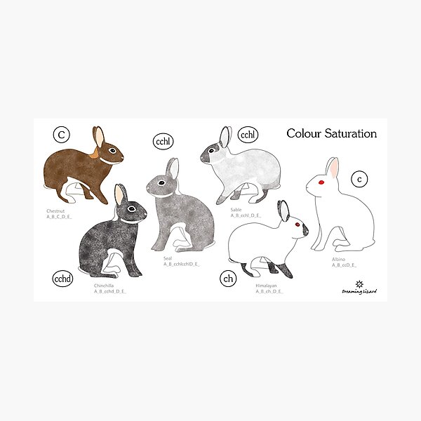 Item preview, Rabbit Colour Genetics - Saturation Gene designed and sold by DreamingLizard.