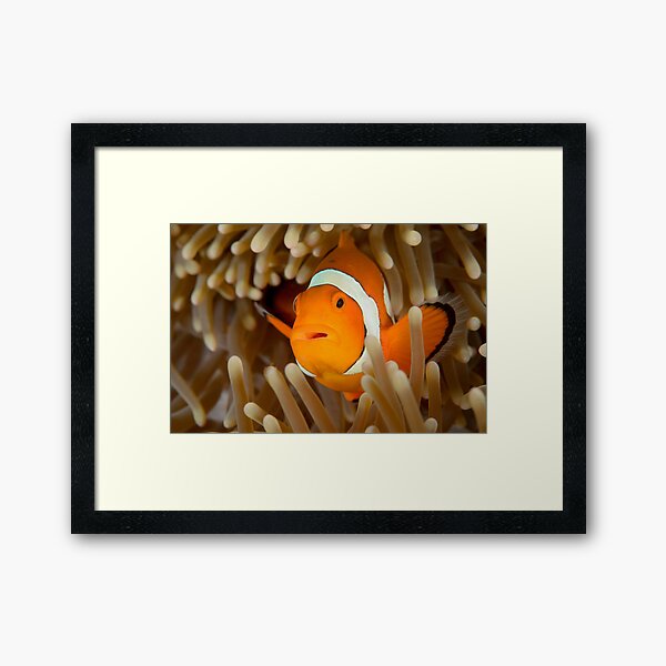 False Clown Anemonefish - Amphiprion ocellaris Framed Art Print
