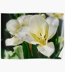 Tulips Poster
