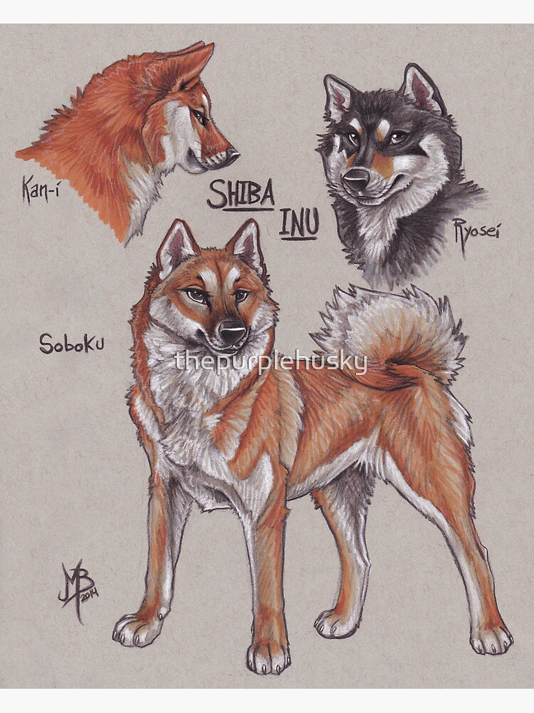 Shiba Inu by thepurplehusky