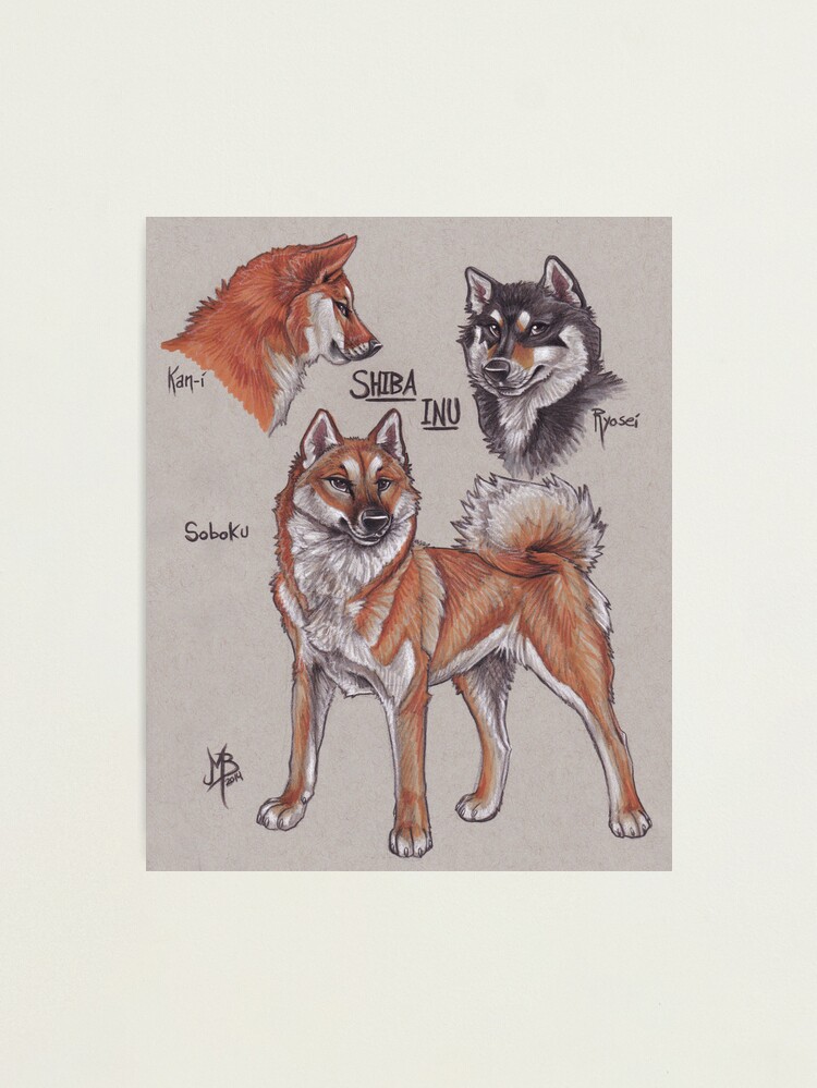 Alternate view of Shiba Inu Photographic Print