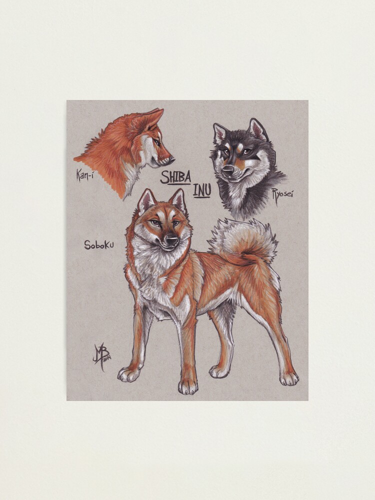 Alternate view of Shiba Inu Photographic Print