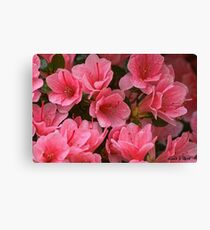 Azaleas In The Garden Canvas Print