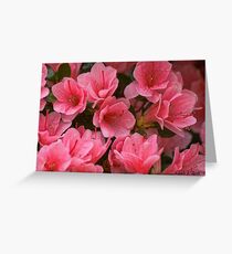 Azaleas In The Garden Greeting Card