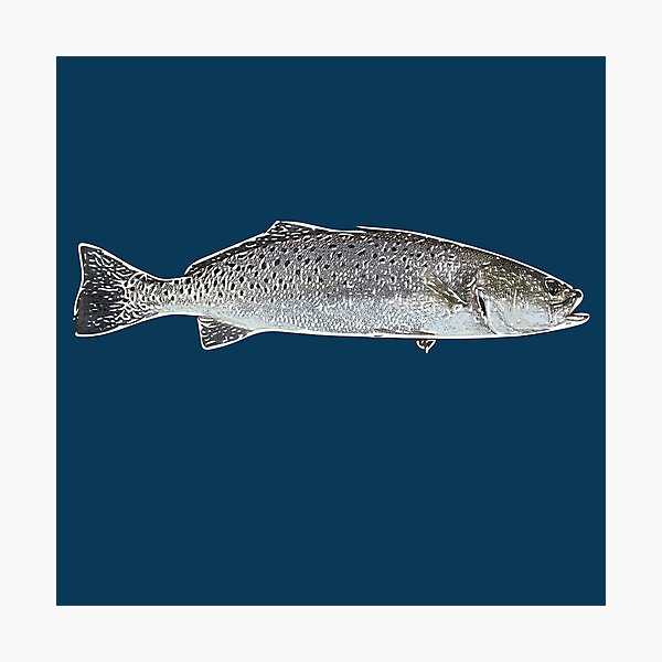 Speckled Trout White Alternate Print Photographic Print for Sale