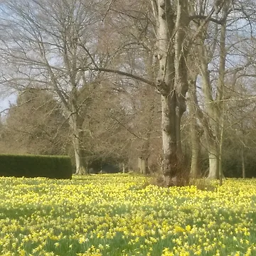 Artwork thumbnail, Spring time by TreacleDesigns