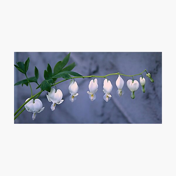 Item preview, White Bleeding Heart designed and sold by stephenralph.