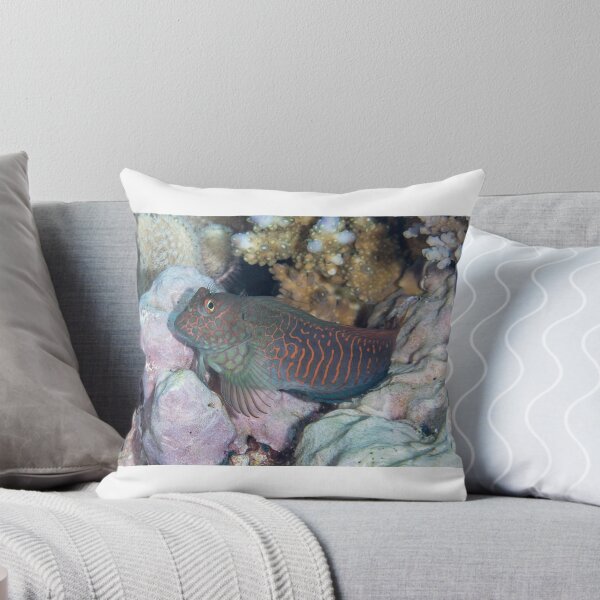 Item preview, Red-streaked Blenny designed and sold by Mark Rosenstein.