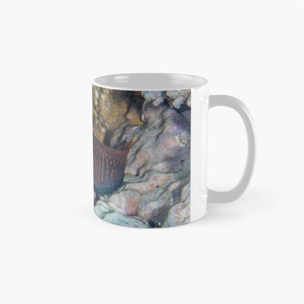 Item preview, Red-streaked Blenny designed and sold by Mark Rosenstein.