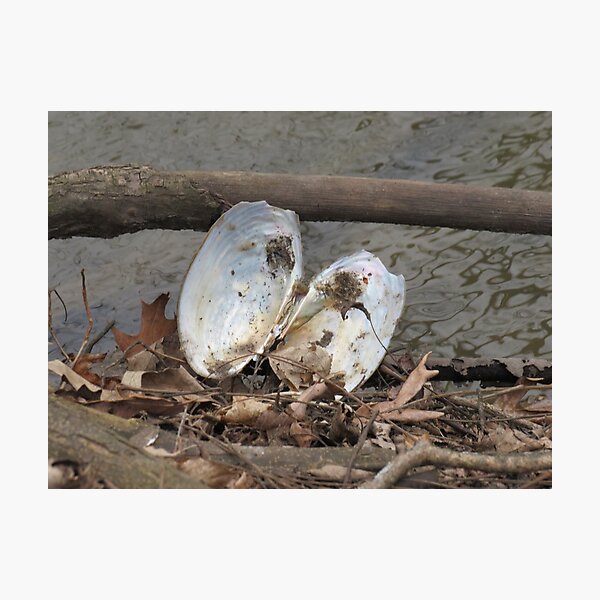 oyster shell Photographic Print