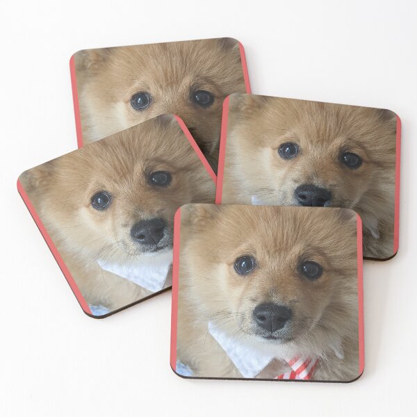 Item preview, Copy of Pomeranian puppy Kai designed and sold by Fluffycat2020.