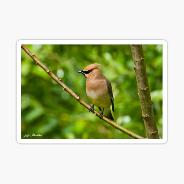 Cedar Waxwing Gathering Nesting Material Sticker