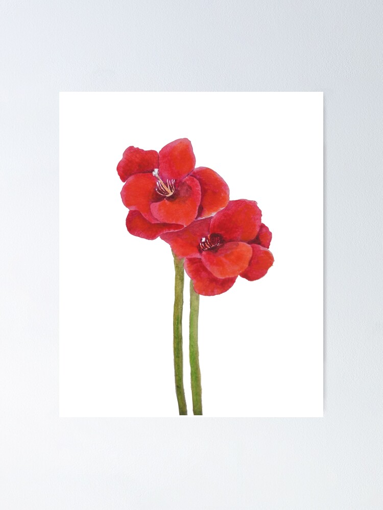 Póster «dos flores rojas de amarilis» de ColorandColor | Redbubble