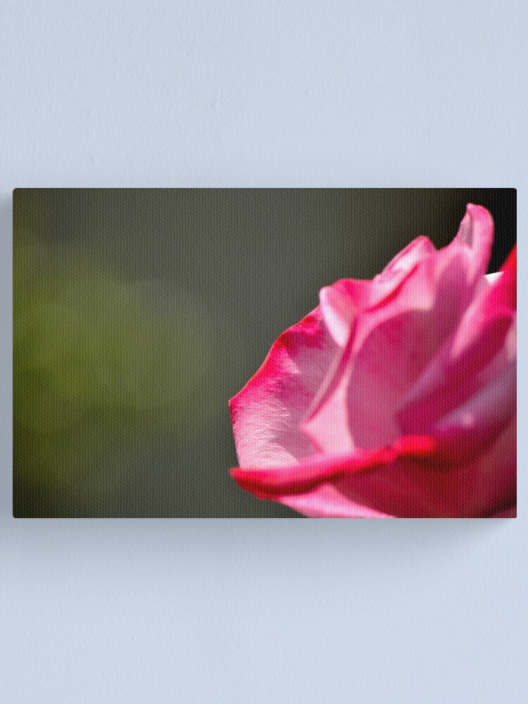 Thumbnail 2 of 3, Canvas Print, Dad's Rose designed and sold by Tiffany Dryburgh.