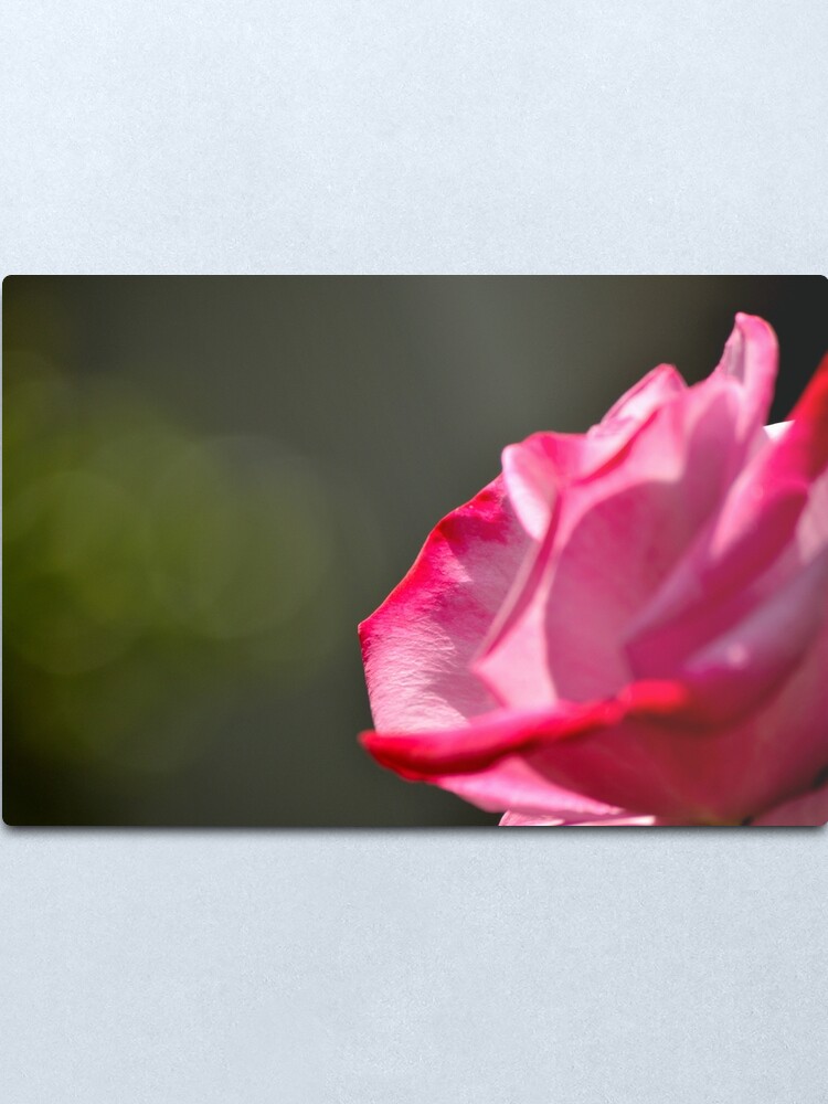 Alternate view of Dad's Rose Metal Print