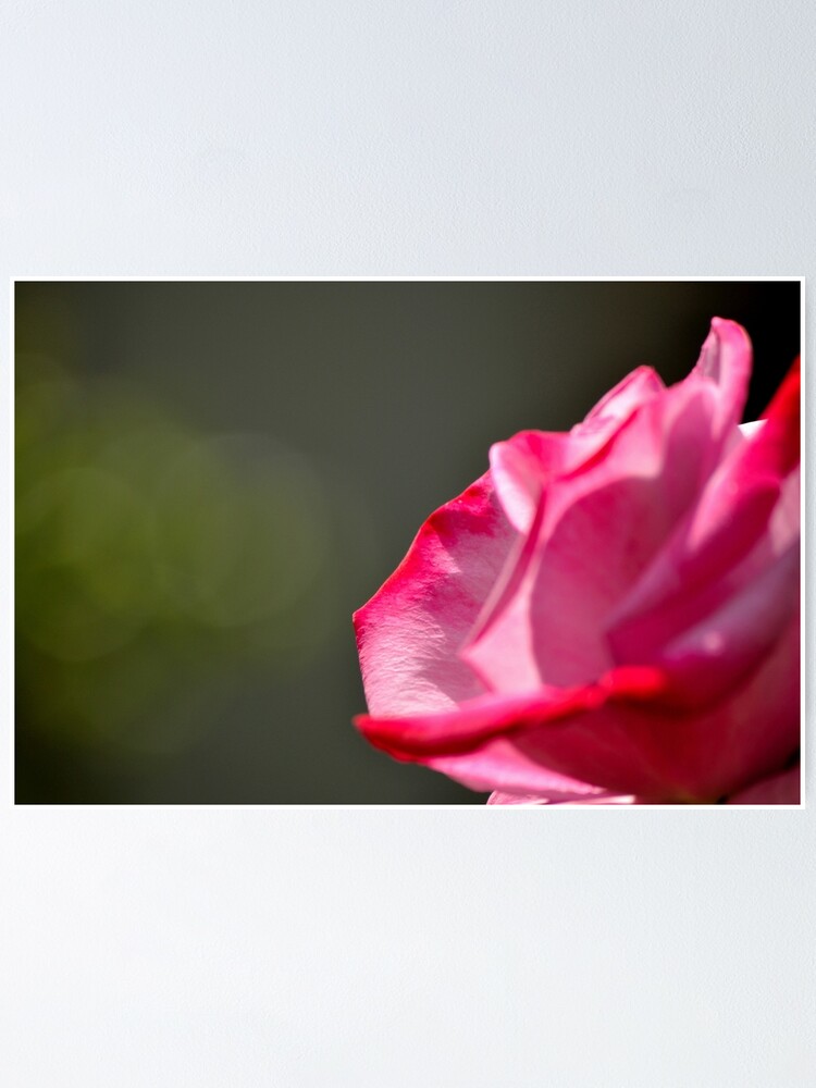 Alternate view of Dad's Rose Poster