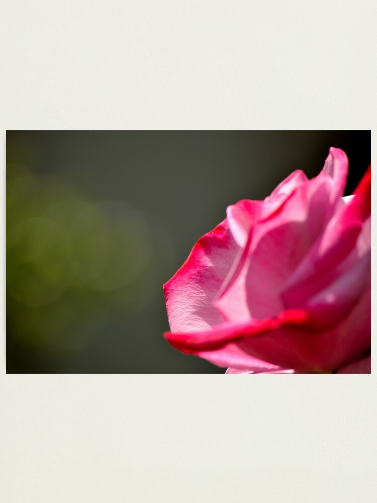 Thumbnail 2 of 3, Photographic Print, Dad's Rose designed and sold by Tiffany Dryburgh.