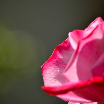 Artwork thumbnail, Dad's Rose by Tiffany