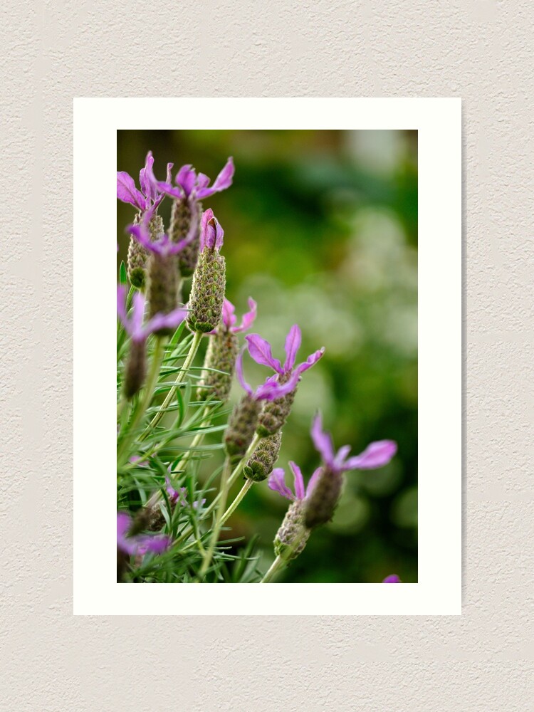 Thumbnail 2 of 3, Art Print, Italian Lavender designed and sold by Tiffany Dryburgh.
