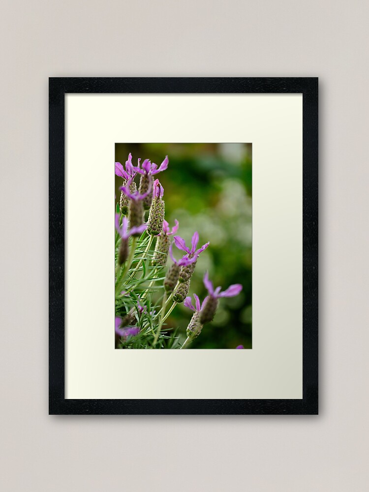 Thumbnail 2 of 7, Framed Art Print, Italian Lavender designed and sold by Tiffany Dryburgh.