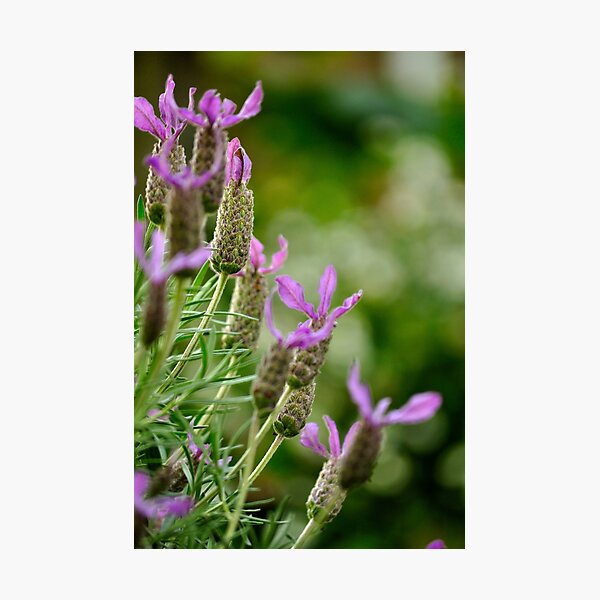 Photographic Print
