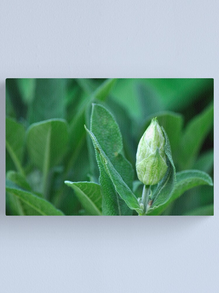 Alternate view of Sage Canvas Print