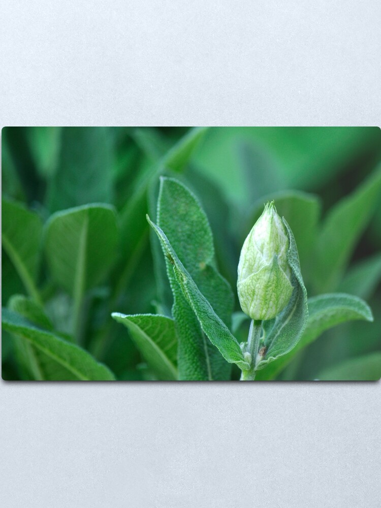 Alternate view of Sage Metal Print