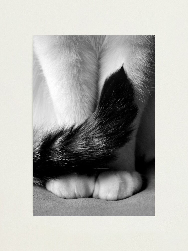 Alternate view of Sitting Pretty Photographic Print