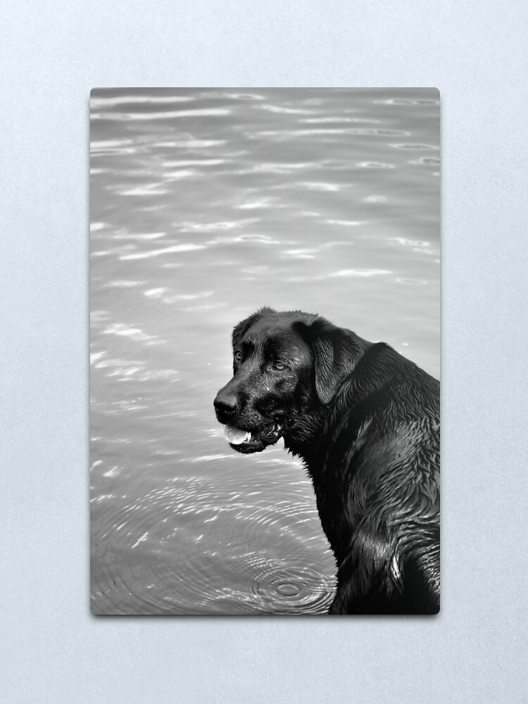 Alternate view of throw the stick, throw the stick...! Metal Print