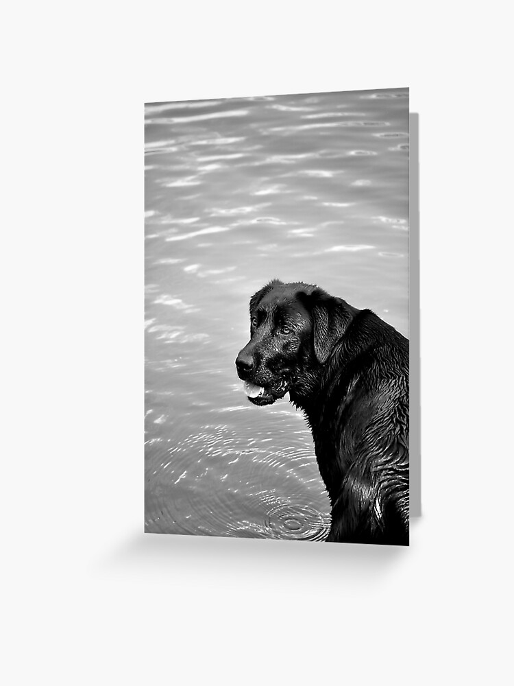 Thumbnail 1 of 2, Greeting Card, throw the stick, throw the stick...! designed and sold by Tiffany.
