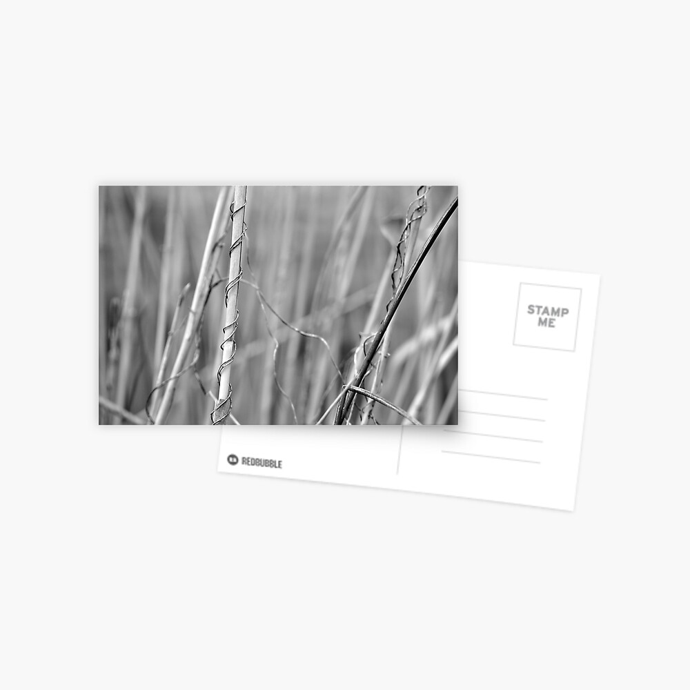 Item preview, Postcard designed and sold by Tiffany.