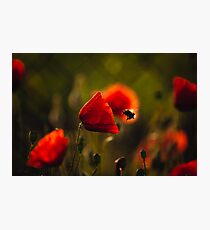 Bumble-bee Photographic Print